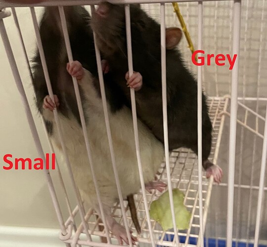 SmallGrey1